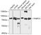 Poly(A) Binding Protein Cytoplasmic 4 antibody, GTX33380, GeneTex, Western Blot image 