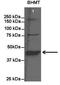 Betaine--Homocysteine S-Methyltransferase antibody, TA346077, Origene, Western Blot image 