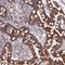 ECSIT Signalling Integrator antibody, NBP1-91858, Novus Biologicals, Immunohistochemistry frozen image 
