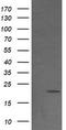 NADH:Ubiquinone Oxidoreductase Subunit B9 antibody, LS-C172622, Lifespan Biosciences, Western Blot image 