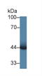 Pim-1 Proto-Oncogene, Serine/Threonine Kinase antibody, LS-C295922, Lifespan Biosciences, Western Blot image 