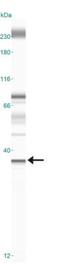 LYL1 Basic Helix-Loop-Helix Family Member antibody, NBP2-27188, Novus Biologicals, Western Blot image 