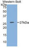 Integrin Subunit Alpha 2 antibody, LS-C292458, Lifespan Biosciences, Western Blot image 