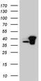 RNA Transcription, Translation And Transport Factor antibody, TA804058S, Origene, Western Blot image 