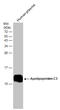 Apolipoprotein C3 antibody, GTX129994, GeneTex, Western Blot image 