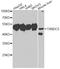 Thioredoxin domain-containing protein 5 antibody, STJ29454, St John