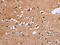 Early Growth Response 4 antibody, CSB-PA018113, Cusabio, Immunohistochemistry frozen image 