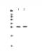 TNF Receptor Superfamily Member 18 antibody, A03125-2, Boster Biological Technology, Western Blot image 