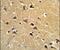 Spartin antibody, PA5-26051, Invitrogen Antibodies, Immunohistochemistry paraffin image 