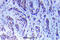 Mitogen-Activated Protein Kinase Kinase Kinase 5 antibody, A00929S89, Boster Biological Technology, Immunohistochemistry frozen image 