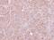 HtrA Serine Peptidase 2 antibody, PA5-29182, Invitrogen Antibodies, Immunohistochemistry frozen image 