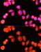 Glutathione S-Transferase Kappa 1 antibody, GTX65889, GeneTex, Immunofluorescence image 