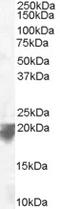 VPS29 Retromer Complex Component antibody, LS-C55674, Lifespan Biosciences, Western Blot image 