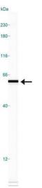 Heterogeneous Nuclear Ribonucleoprotein K antibody, NBP2-24532, Novus Biologicals, Western Blot image 