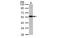 Docking Protein 3 antibody, MBS835254, MyBioSource, Western Blot image 