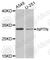 Neuroplastin antibody, A7972, ABclonal Technology, Western Blot image 