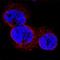 WT1 Transcription Factor antibody, MAB5729, Novus Biologicals, Immunocytochemistry image 