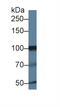 Inositol Polyphosphate-4-Phosphatase Type I A antibody, abx131211, Abbexa, Western Blot image 