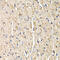 Secreted Frizzled Related Protein 2 antibody, 19-630, ProSci, Immunohistochemistry frozen image 