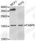 Fatty Acid Binding Protein 6 antibody, A6906, ABclonal Technology, Western Blot image 