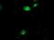 Aquaporin 1 (Colton Blood Group) antibody, NBP2-03568, Novus Biologicals, Immunocytochemistry image 