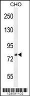 UTP25 Small Subunit Processor Component antibody, MBS9207874, MyBioSource, Western Blot image 