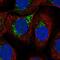 Lysosomal Protein Transmembrane 4 Alpha antibody, NBP2-57151, Novus Biologicals, Immunofluorescence image 