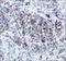 Endoplasmic reticulum mannosyl-oligosaccharide 1,2-alpha-mannosidase antibody, NBP2-13167, Novus Biologicals, Immunohistochemistry frozen image 