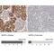 Sedoheptulokinase antibody, NBP1-91151, Novus Biologicals, Immunohistochemistry paraffin image 