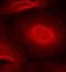 G2 antibody, orb14555, Biorbyt, Immunofluorescence image 