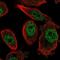 FOG2 antibody, NBP1-91909, Novus Biologicals, Immunofluorescence image 