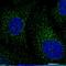 BTB Domain Containing 3 antibody, HPA042048, Atlas Antibodies, Immunocytochemistry image 