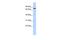 Regulatory Factor X2 antibody, PA5-41423, Invitrogen Antibodies, Western Blot image 