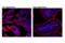 Peptide YY antibody, 24895S, Cell Signaling Technology, Immunofluorescence image 