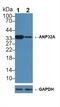 Acidic Nuclear Phosphoprotein 32 Family Member A antibody, LS-C292599, Lifespan Biosciences, Western Blot image 