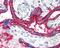 CD59 Molecule (CD59 Blood Group) antibody, 48-991, ProSci, Immunohistochemistry frozen image 