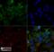 Scavenger Receptor Class B Member 1 antibody, NB400-101, Novus Biologicals, Immunocytochemistry image 