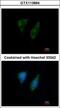 28S ribosomal protein S29, mitochondrial antibody, GTX113864, GeneTex, Immunofluorescence image 