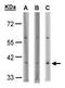 Succinate Receptor 1 antibody, PA5-34629, Invitrogen Antibodies, Western Blot image 