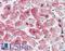 Crystallin Alpha B antibody, LS-B3474, Lifespan Biosciences, Immunohistochemistry frozen image 