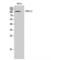 G-protein coupled receptor PGR23 antibody, LS-C383735, Lifespan Biosciences, Western Blot image 