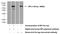 Bactericidal Permeability Increasing Protein antibody, 14368-1-AP, Proteintech Group, Western Blot image 