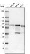 Programmed Cell Death 4 antibody, HPA001032, Atlas Antibodies, Western Blot image 