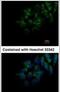 FAM20C Golgi Associated Secretory Pathway Kinase antibody, PA5-29110, Invitrogen Antibodies, Immunofluorescence image 