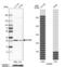 High Mobility Group Box 2 antibody, NBP2-38694, Novus Biologicals, Western Blot image 