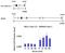 Protein Tyrosine Phosphatase Non-Receptor Type 12 antibody, PA5-27733, Invitrogen Antibodies, Chromatin Immunoprecipitation image 