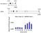 Tyrosine-protein phosphatase non-receptor type 12 antibody, PA5-27733, Invitrogen Antibodies, Chromatin Immunoprecipitation image 