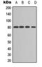 Protein Kinase C Alpha antibody, LS-C368480, Lifespan Biosciences, Western Blot image 