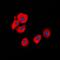 Serpin Family B Member 5 antibody, orb214393, Biorbyt, Immunofluorescence image 