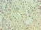 Egl-9 Family Hypoxia Inducible Factor 2 antibody, LS-C318518, Lifespan Biosciences, Immunohistochemistry paraffin image 